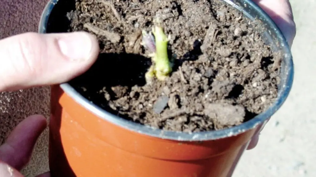 Doble cosecha en 1 maceta: el truco del Pomato para unir Tomate y Patata
