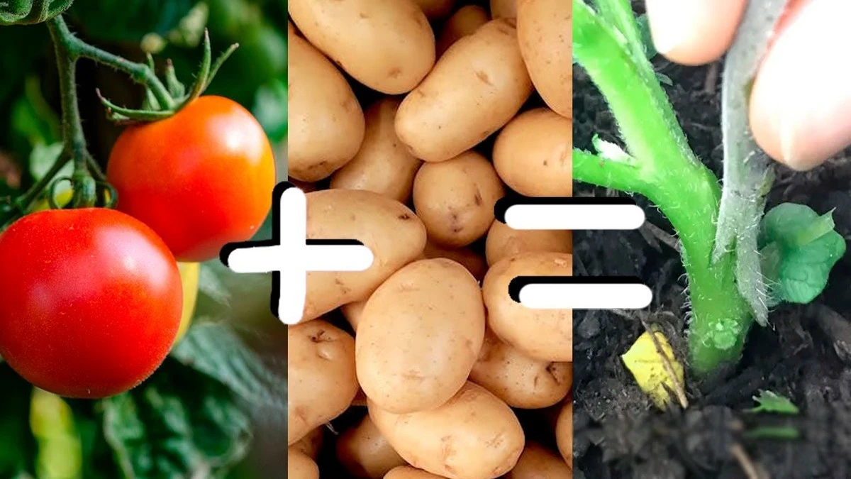 Doble cosecha en 1 maceta: el truco del Pomato para unir Tomate y Patata - image 1