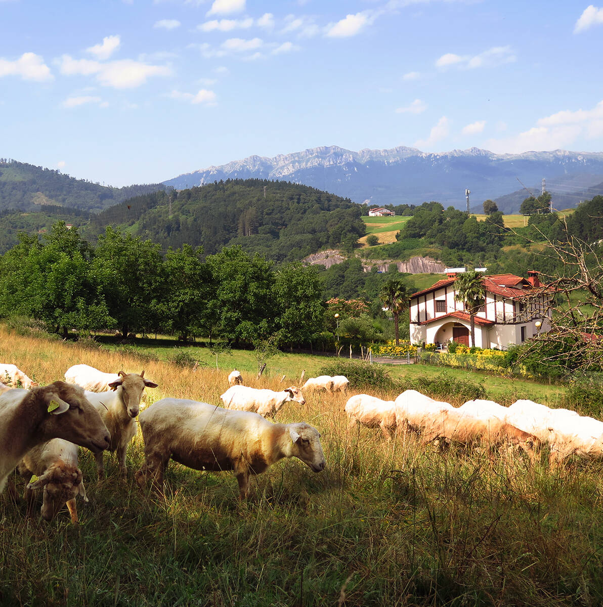 Foto: Rebaño de ovejas pastando en los verdes prados de Goierri, un paisaje rural característico del sur de Guipúzcoa. (Facebook)