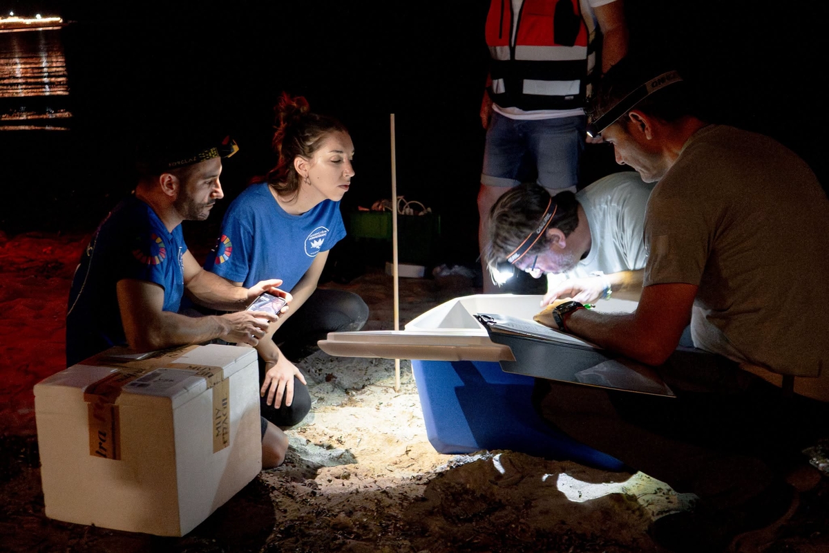 Protocolo de actuación tras detectarse el nido de la tortuga Diana. (Oceanogràphic València)