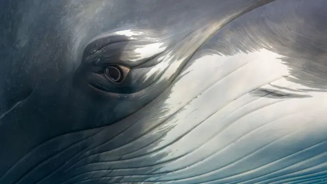 Un plano cerrado del ojo de una ballena minke enana mirando fijamente