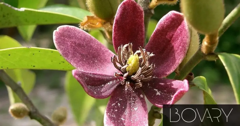 El árbol con aroma a caramelo: por qué plantar una Magnolia esta Primavera