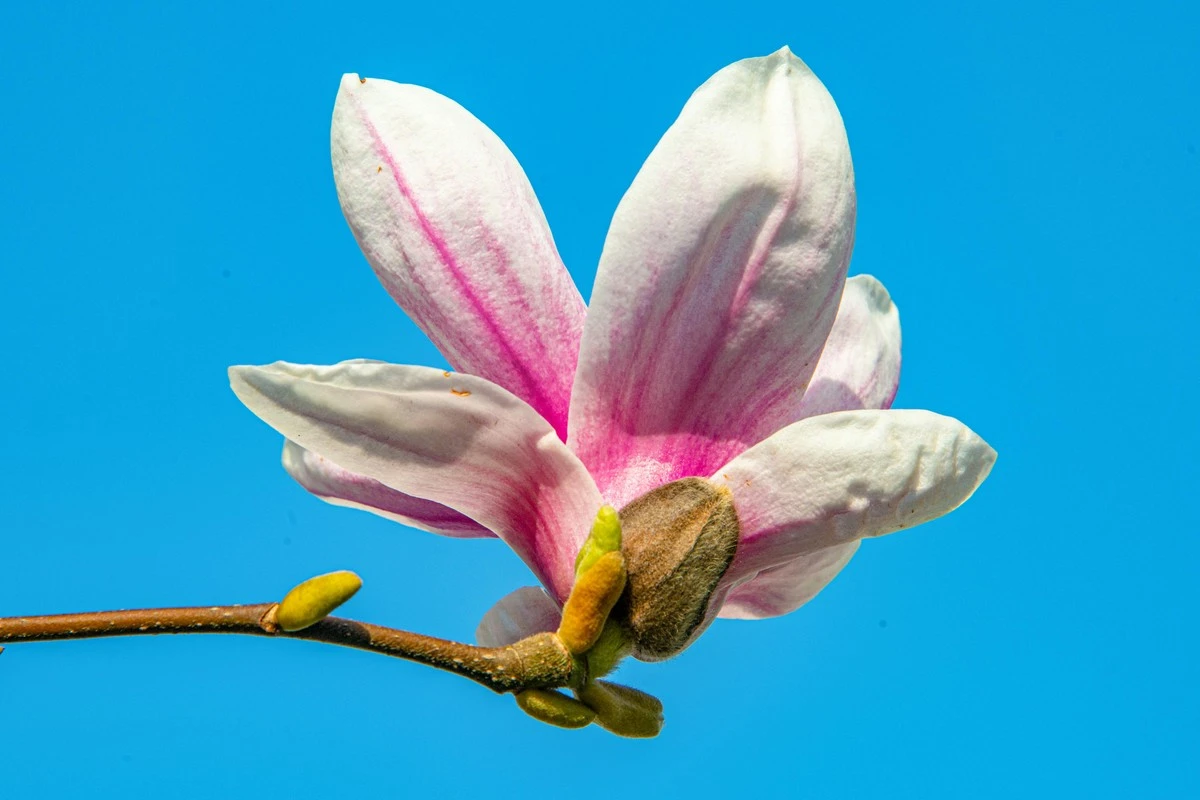 El árbol con aroma a caramelo: por qué plantar una Magnolia esta Primavera - image 1