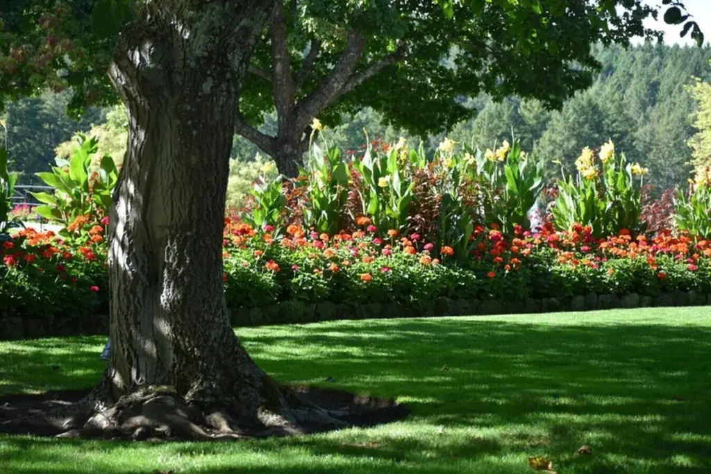 El secreto del ciruelo para tu jardín: fruta dulce sin dañar tus muros