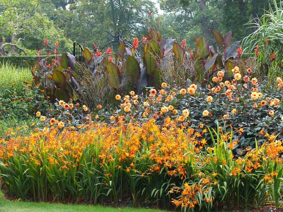 El secreto del jardín tropical: une Dalia y Canna Lily para atraer colibríes - image 1