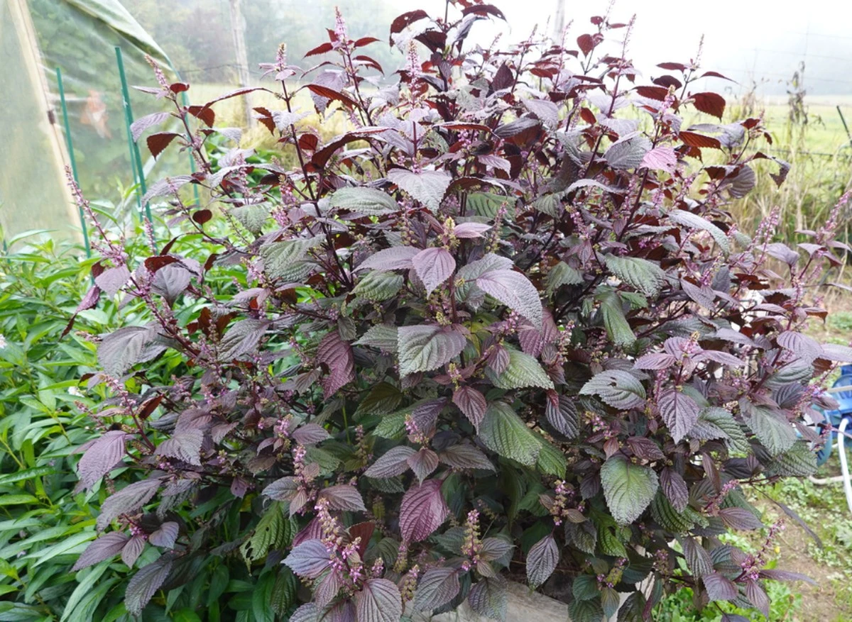 El secreto de Vietnam en tu balcón: por qué plantar Perilla frutescens (Shiso) - image 1
