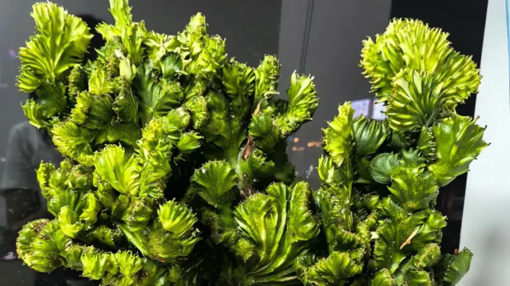 Euphorbia trigona y Cactus de tres costillas: el secreto para proteger tu hogar