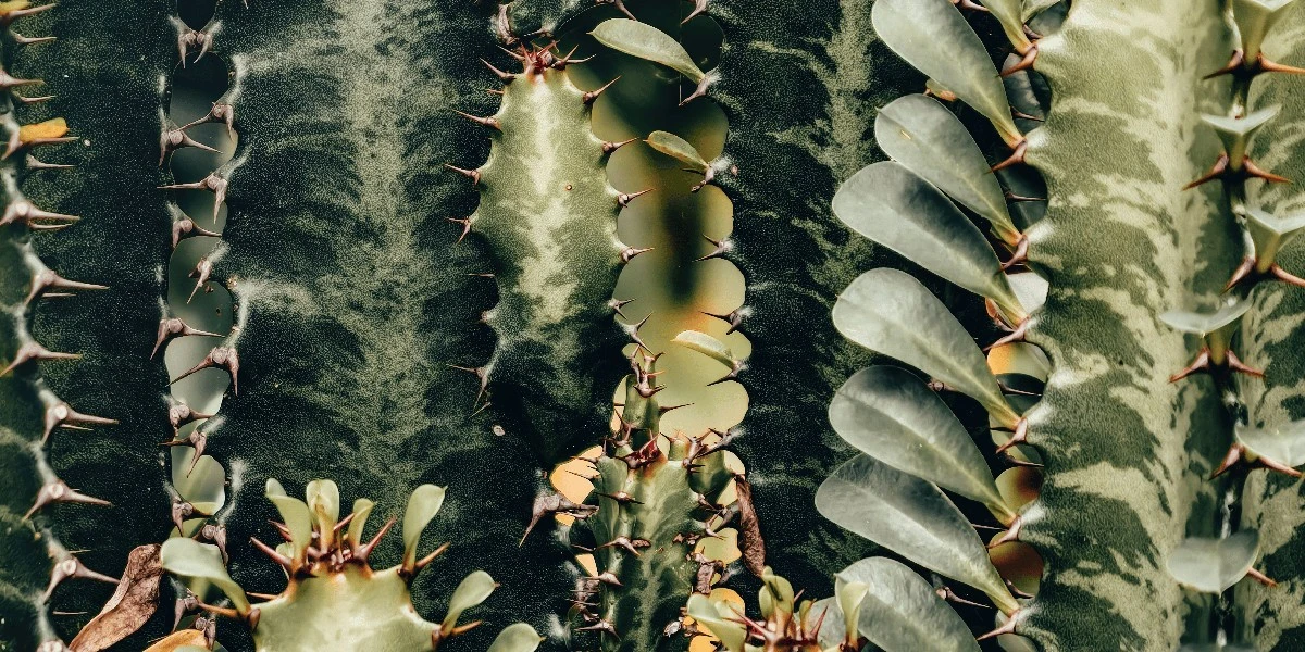 Euphorbia trigona y Cactus de tres costillas: el secreto para proteger tu hogar - image 1