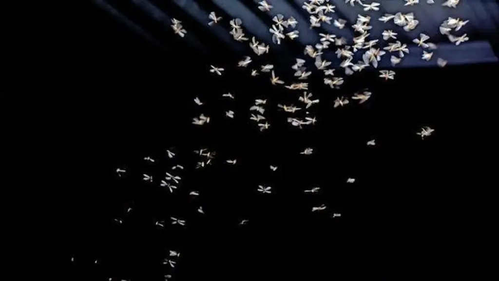 Evita que la Termita (Coptotermes formosanus) te invada esta Temporada de lluvias (Meiyu)