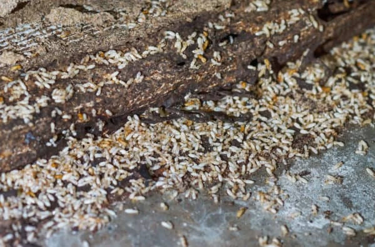 Evita que la Termita (Coptotermes formosanus) te invada esta Temporada de lluvias (Meiyu) - image 1