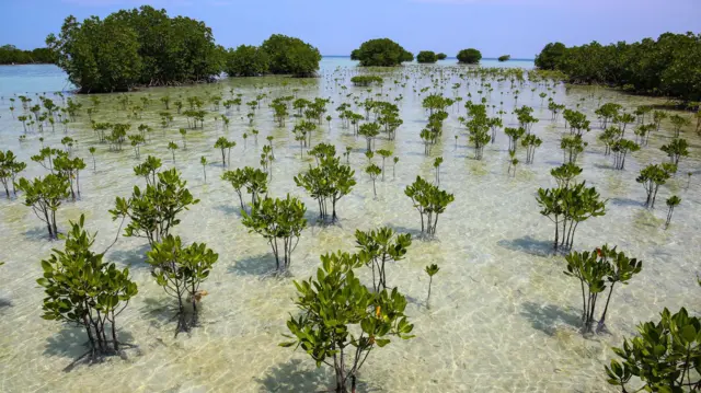 Pequeños manglares se extienden en aguas marinas claras y poco profundas; al fondo se aprecian zonas más densas de bosque de manglares.