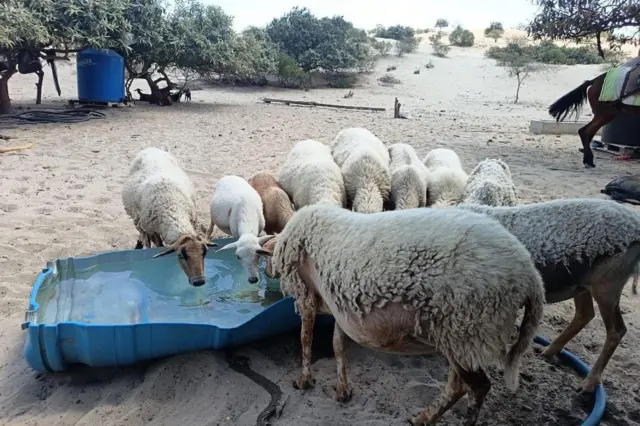 Ganado de las comunidades toman agua en uno de los predios habitados por los campesinos.