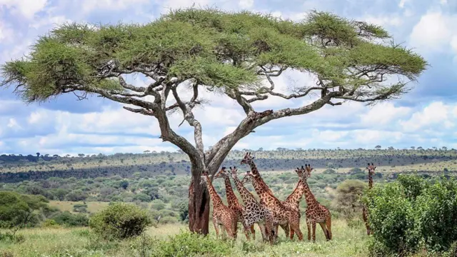Jirafas en Ngorongoro