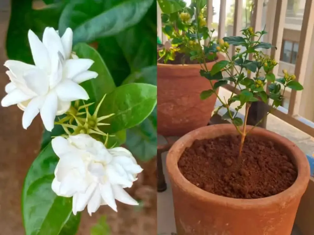 Floración explosiva del Jazmín (Mogra): el secreto del Monzón para tu jardín