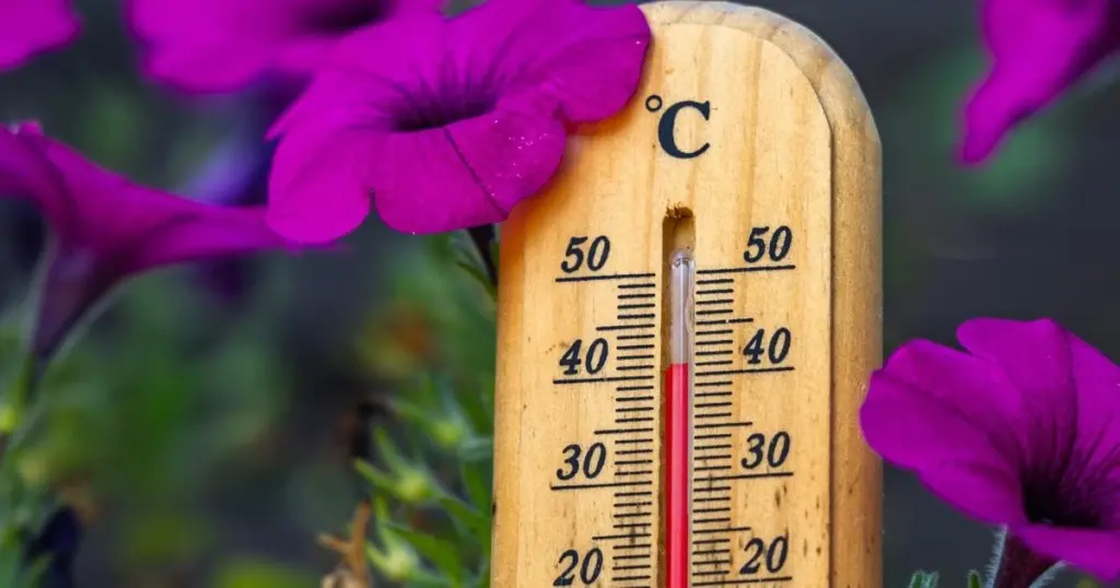 Flores frescas a 40 °C: el truco profesional para salvar tu jardín