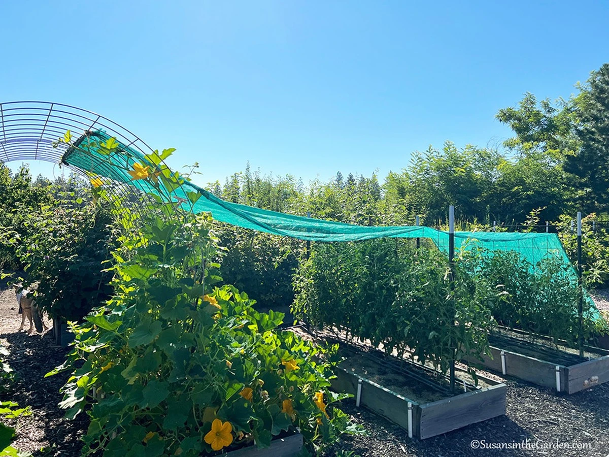 Flores frescas a 40 °C: el truco profesional para salvar tu jardín - image 1