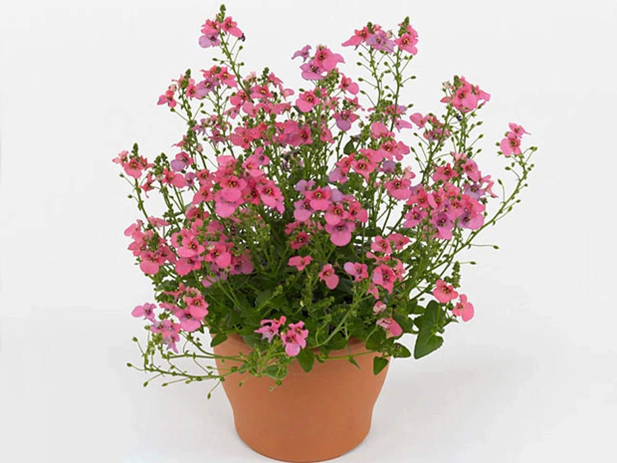 Flores infinitas bajo el sol: el truco para una Diascia Piccadilly Pink explosiva - image 1