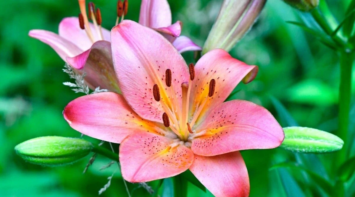 Flores infinitas en casa: el Lirio asiático de Lidl que resiste al calor - image 1