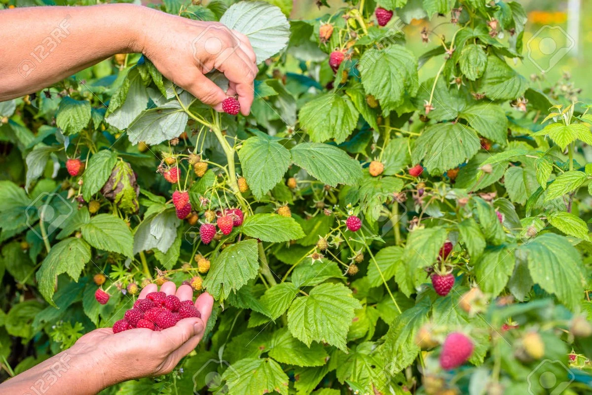 Frambuesa (Rubus idaeus): el truco de RTBF Auvio para salvar tu cosecha - image 1