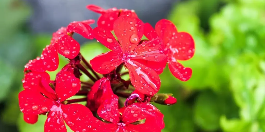 Geranio con flores infinitas: el truco de riego para salvar tu Pelargonium