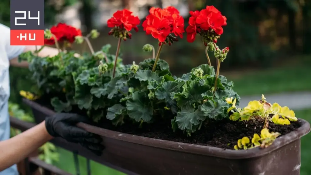 Geranio sin flores: el truco de Gardening Know How para revivirlo en Junio