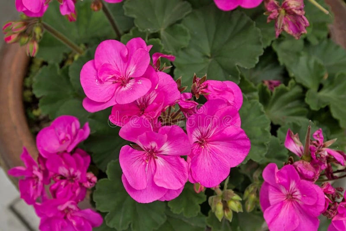 Geranio sin flores: el truco de Gardening Know How para revivirlo en Junio - image 1