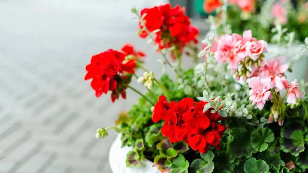 Geranios (Pelargonium): el secreto de Austria para balcones con cascadas de flores