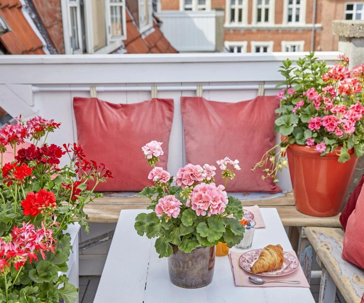 Geranios (Pelargonium): el secreto de Austria para balcones con cascadas de flores - image 1