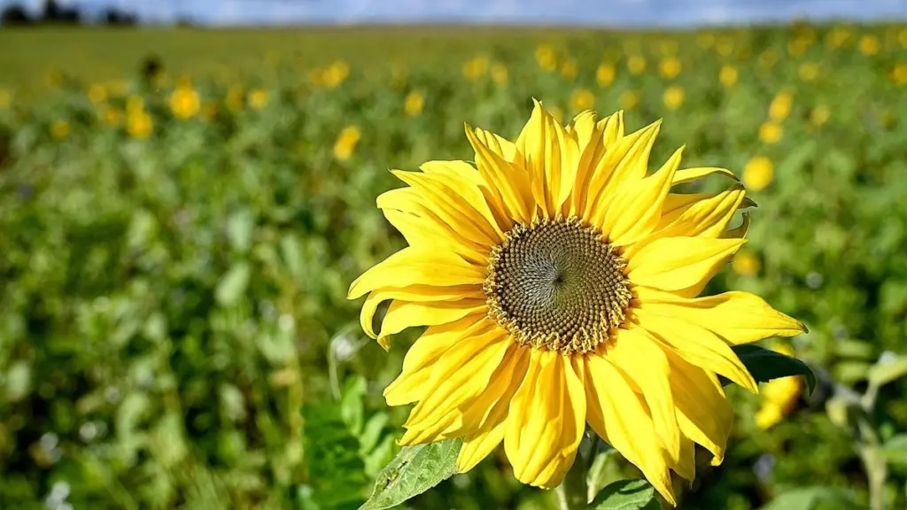 Girasol (Helianthus annuus): el truco para un jardín 10/10 sin líos en Hagen