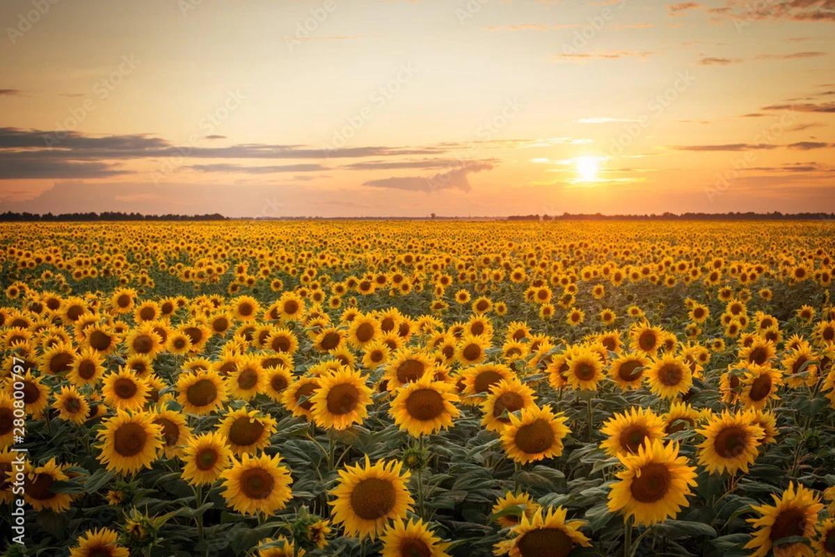 Girasol (Helianthus annuus): el truco para un jardín 10/10 sin líos en Hagen - image 1
