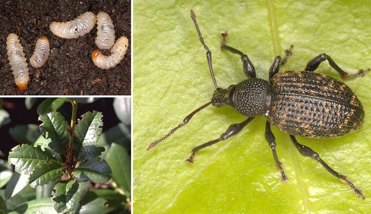 Gorgojo de la vid: el truco de Gardeners' World (BBC) para salvar tus plantas - image 1