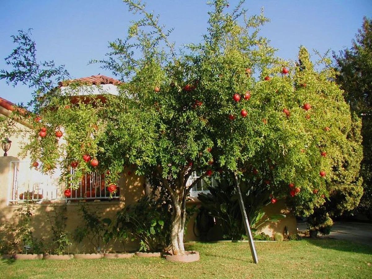 Granada en la entrada: el secreto de Vietnam para un hogar próspero en 2026 - image 1