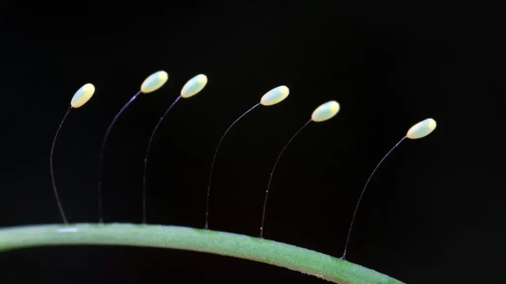 Hilitos blancos en tus plantas: el huevo de crisopa que salva tu jardín