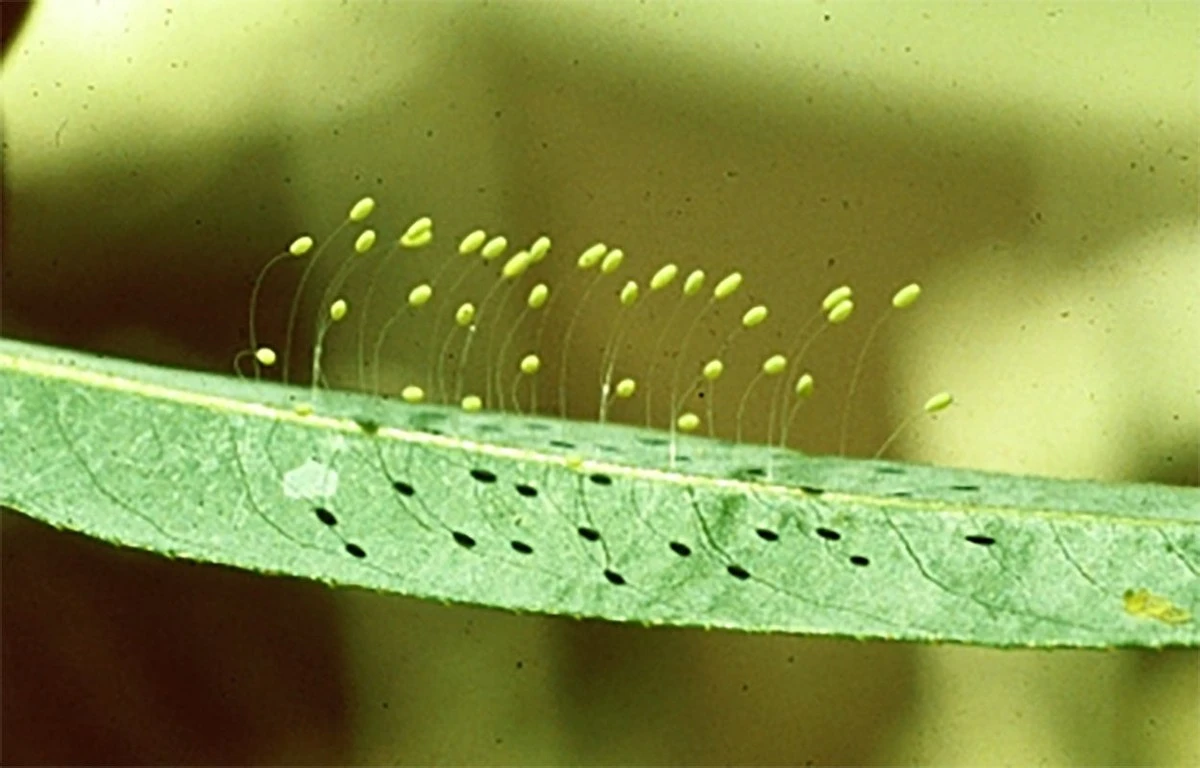 Hilitos blancos en tus plantas: el huevo de crisopa que salva tu jardín - image 1
