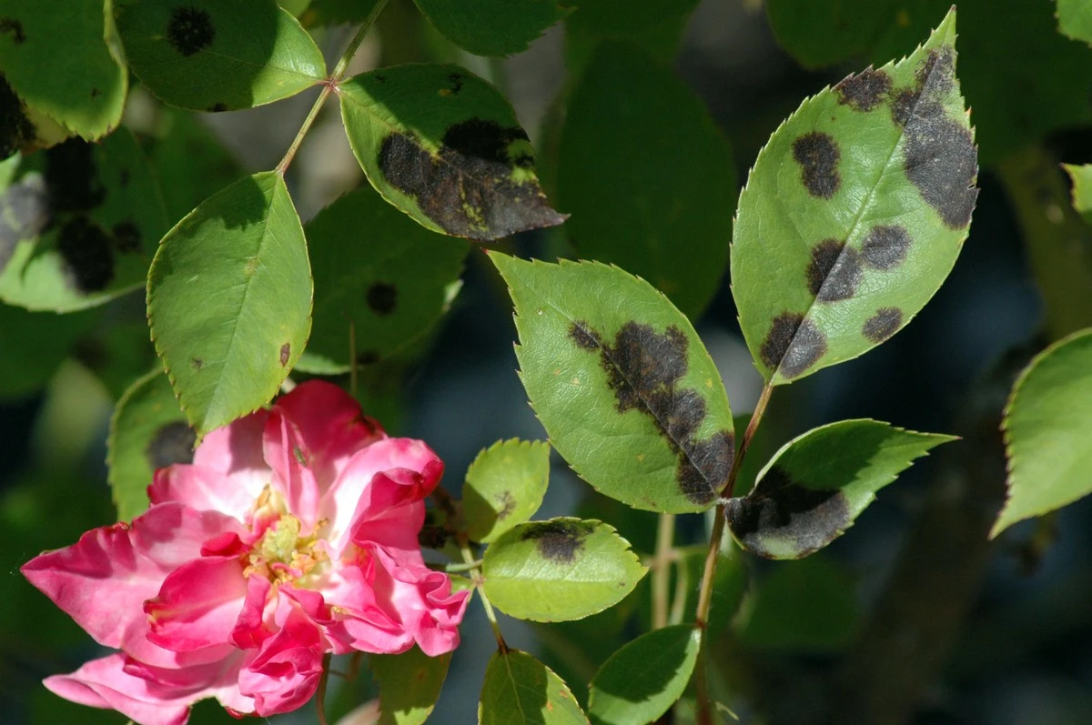 Hojas amarillas en tus rosas: evita la mancha negra del rosal con este truco - image 1