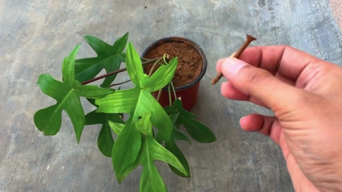 Hojas amarillas: el truco del hierro para salvar tus plantas de interior - image 1