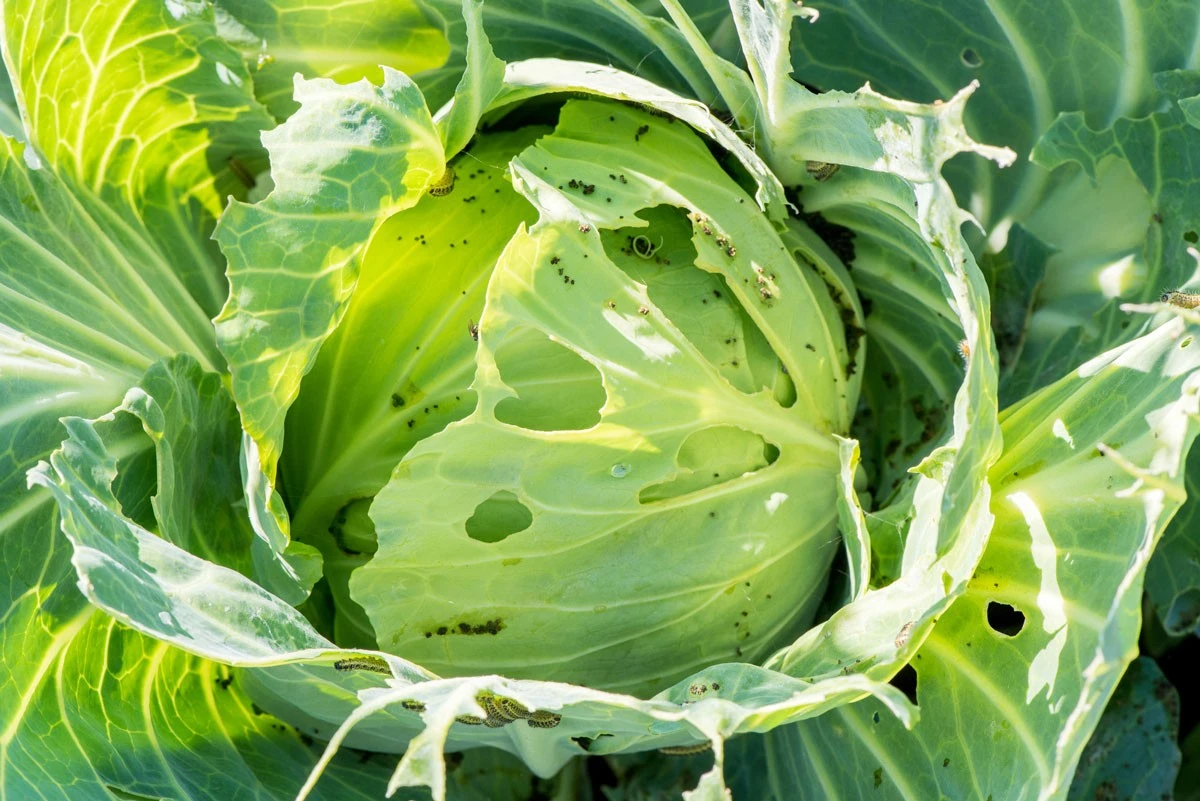 Hojas con agujeros: el truco del Vinagre para salvar tu Col en 1 noche - image 1
