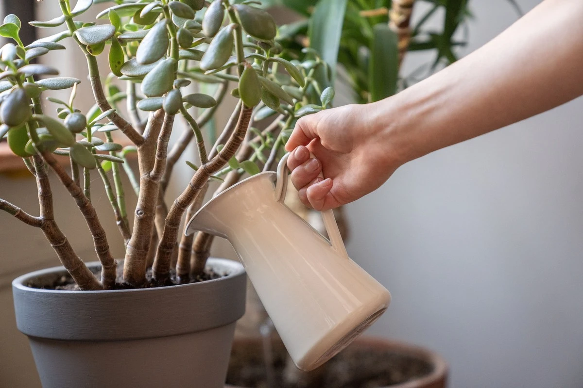 Hojas con manchas en tu Árbol de Jade: el truco para salvar plantas suculentas - image 1