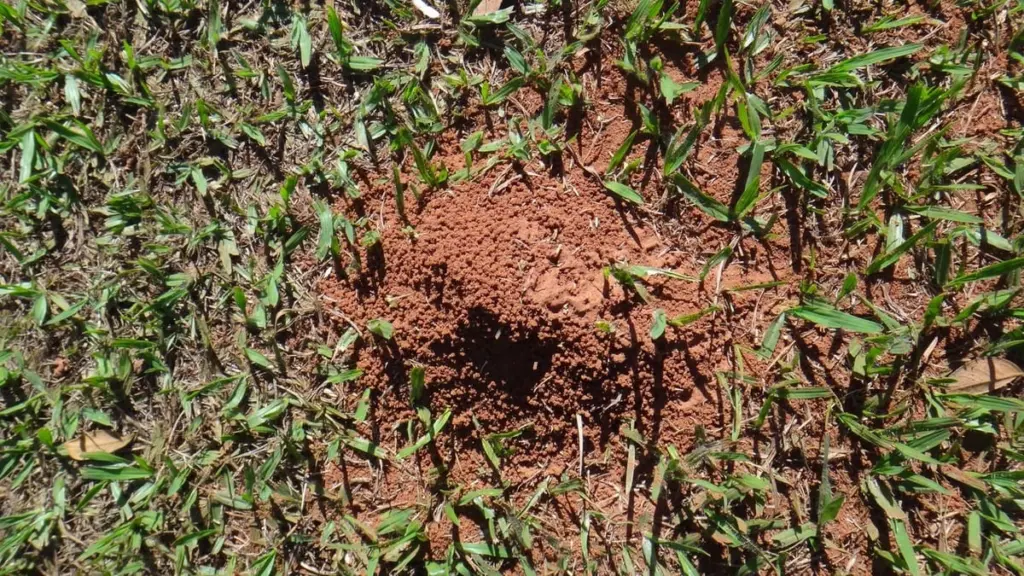 Hormiga en el césped: el truco natural para salvar tu jardín este verano