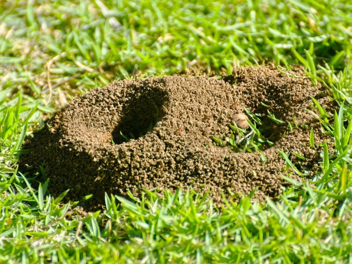 Hormiga en el césped: el truco natural para salvar tu jardín este verano - image 1