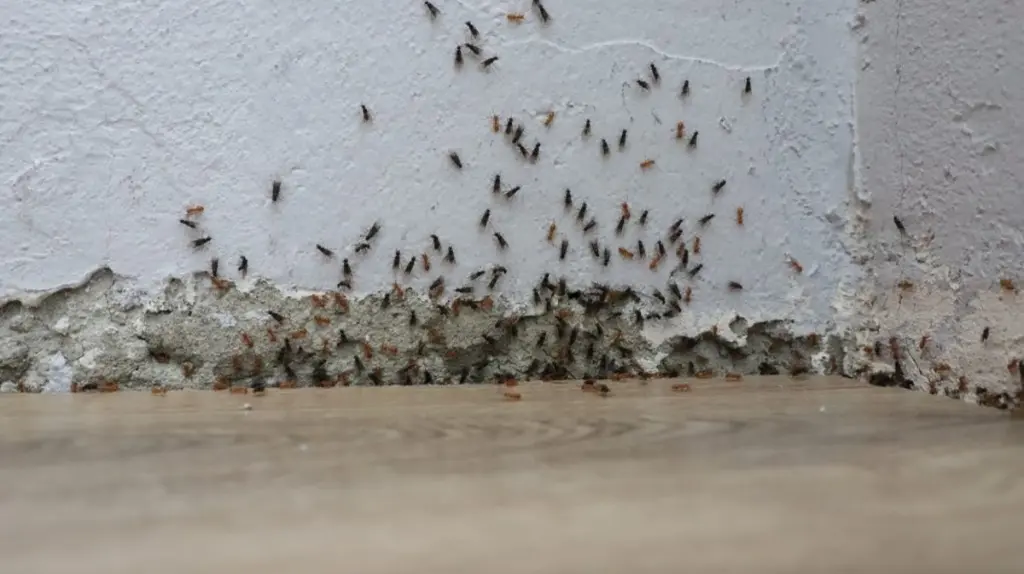Hormiga en la cocina: el truco del polvo para hornear que las elimina
