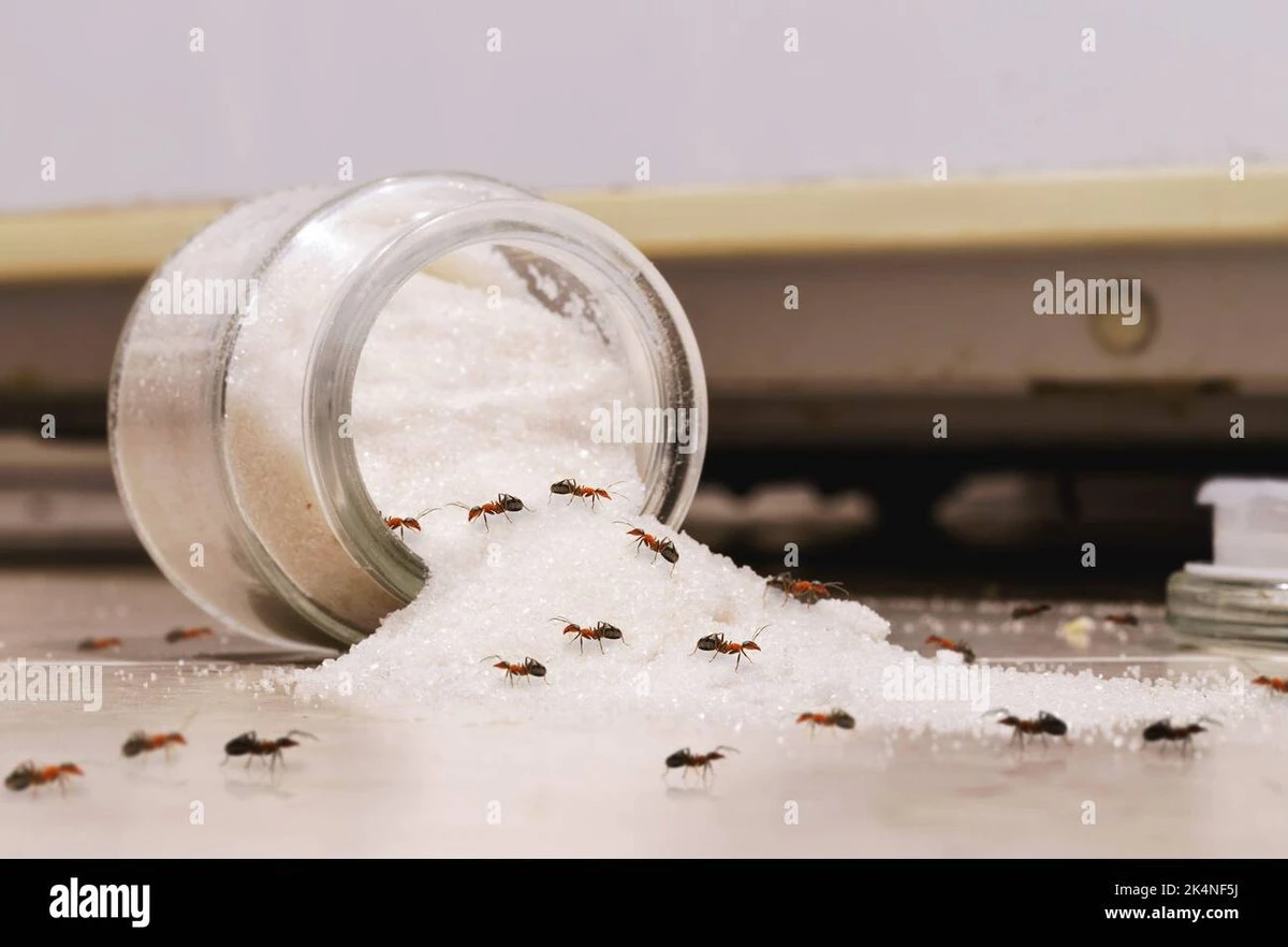 Hormiga en tu Azúcar u olla: el truco del ajo para echarlas en 1 minuto - image 1