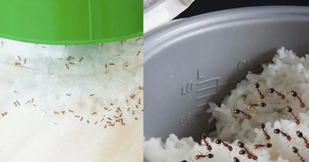 Hormigas en el azúcar: el truco natural para echarlas en 1 minuto