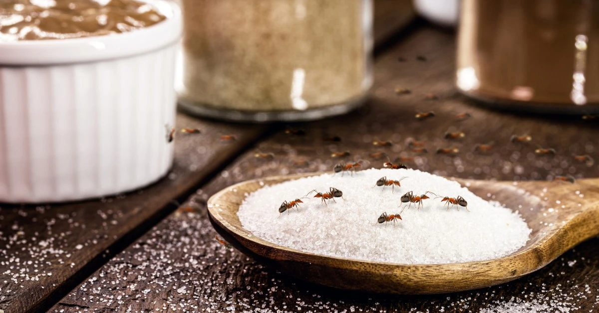 Hormigas en el azúcar: el truco natural para echarlas en 1 minuto - image 1