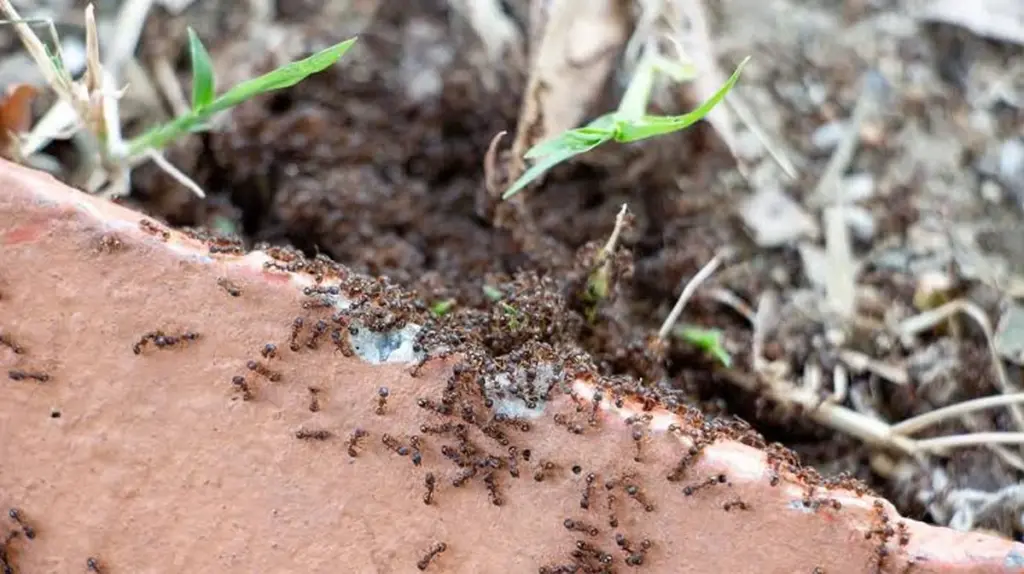 Hormigas en el jardín: el truco del Bicarbonato de sodio que las elimina