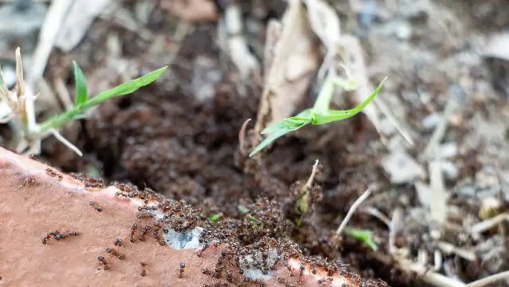 Hormigas en el jardín: el riesgo de usar Bórax y cómo frenarlas hoy mismo