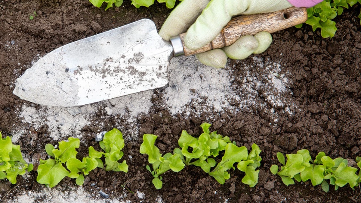 Hormigas en el jardín: el truco del Bicarbonato de sodio que las elimina - image 1