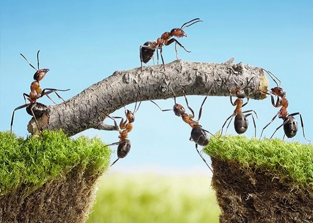 Hormigas en el jardín: el riesgo de usar Bórax y cómo frenarlas hoy mismo - image 1