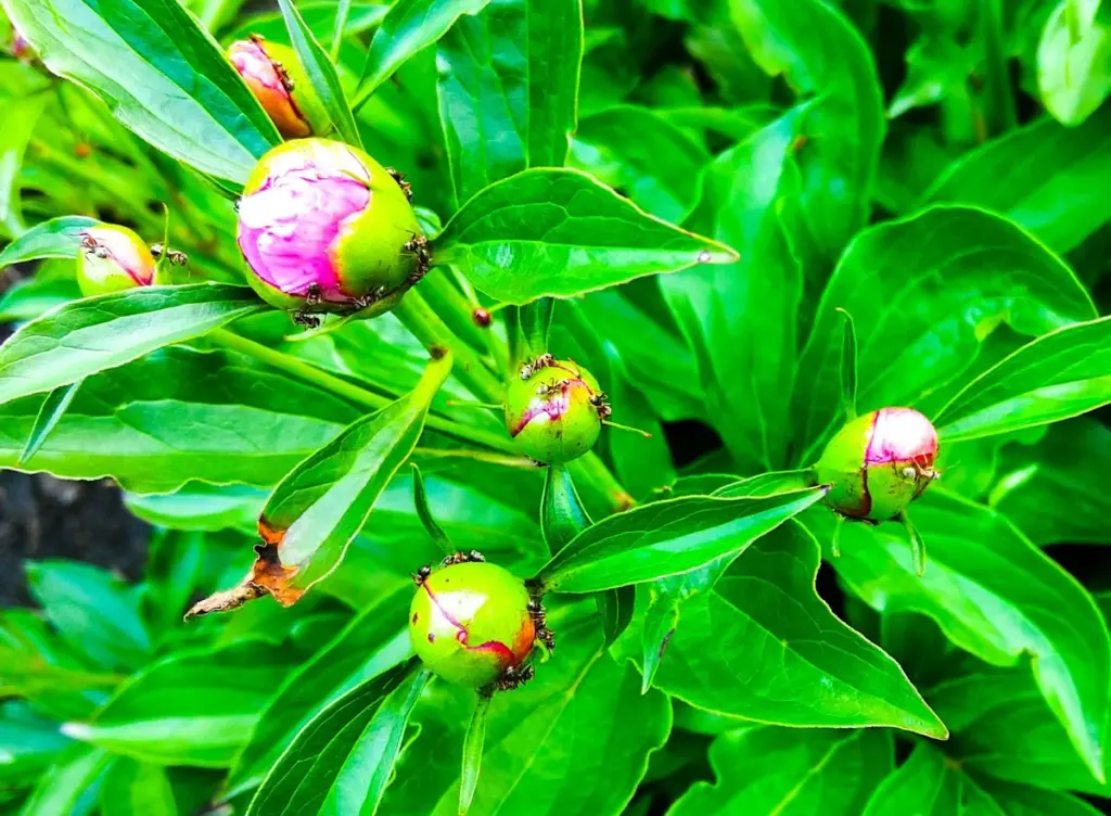 Hormigas en tu Paeonia: por qué nunca debes eliminarlas de tus flores