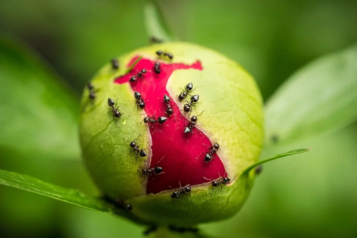 Hormigas en tu Paeonia: por qué nunca debes eliminarlas de tus flores - image 1